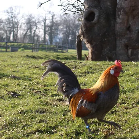Domaine Des Pieris - D'hotes Grandcamp-Maisy